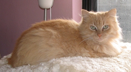 [picture of Midas, a Domestic Long Hair buff cat]