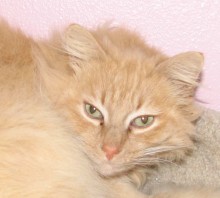 [picture of Midas, a Domestic Long Hair buff\ cat] 