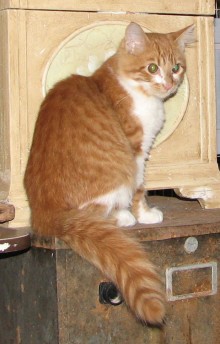 [another picture of Freddie, a Domestic Short Hair orange tabby/white\ cat] 