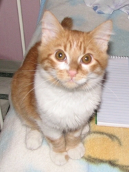 [picture of Freddie, a Domestic Short Hair orange tabby/white cat]