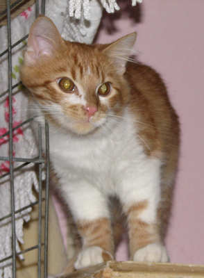 [picture of Freddie, a Domestic Short Hair orange tabby/white cat]