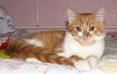 [picture of Freddie, a Domestic Short Hair orange tabby/white cat]