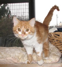 [picture of Freddie, a Domestic Short Hair orange tabby/white\ cat] 