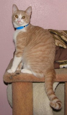 [another picture of Nacho, a Domestic Short Hair buff/white\ cat] 