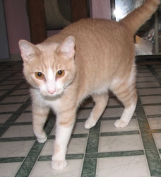 [picture of Nacho, a Domestic Short Hair buff/white cat]