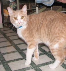[picture of Nacho, a Domestic Short Hair buff/white cat]