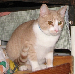 [picture of Nacho, a Domestic Short Hair buff/white cat]