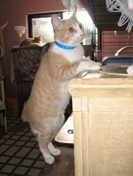 [picture of Nacho, a Domestic Short Hair buff/white cat]