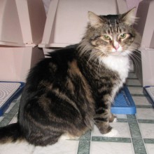 [another picture of Molly, a Maine Coon-x brown tabby/white\ cat] 