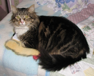 [picture of Molly, a Maine Coon-x brown tabby/white cat]