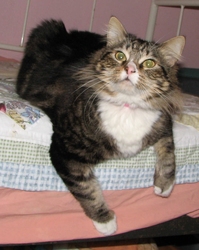 [picture of Molly, a Maine Coon-x brown tabby/white cat]