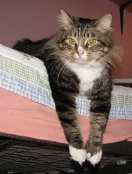 [picture of Molly, a Maine Coon-x brown tabby/white cat]