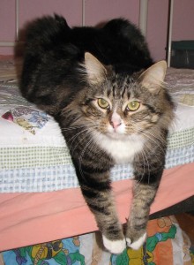 [picture of Molly, a Maine Coon-x brown tabby/white\ cat] 