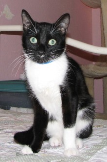 [another picture of Astaire, a Domestic Short Hair black/white\ cat] 