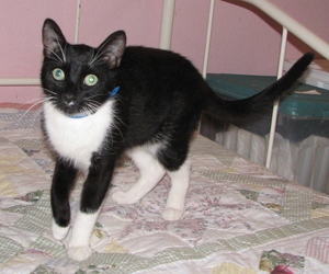 [picture of Astaire, a Domestic Short Hair black/white cat]