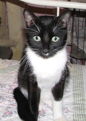 [picture of Astaire, a Domestic Short Hair black/white cat]