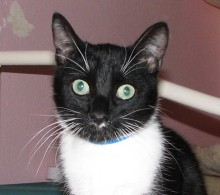 [picture of Astaire, a Domestic Short Hair black/white\ cat] 