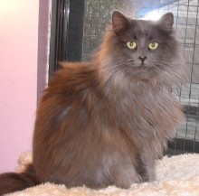 [another picture of Natasha, a Domestic Long Hair gray\ cat] 