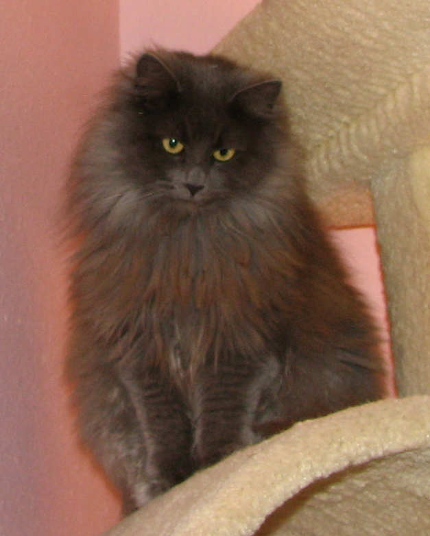 [picture of Natasha, a Domestic Long Hair gray cat]
