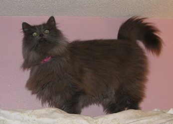 [picture of Natasha, a Domestic Long Hair gray cat]