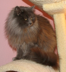 [picture of Natasha, a Domestic Long Hair gray cat]
