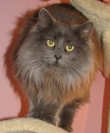 [picture of Natasha, a Domestic Long Hair gray\ cat] 