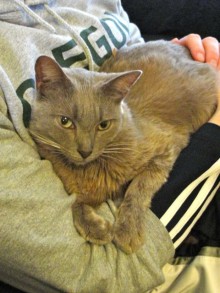 [another picture of Pumpkin, a Domestic Short Hair brown\ cat] 
