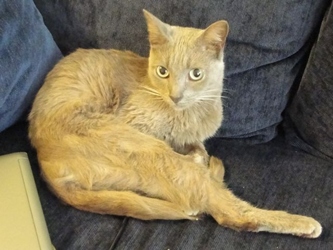 [picture of Pumpkin, a Domestic Short Hair brown cat]