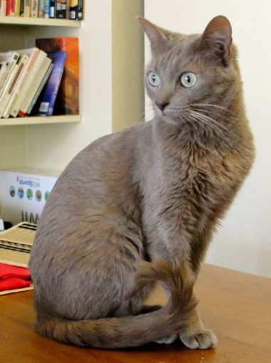 [picture of Pumpkin, a Domestic Short Hair brown\ cat] 