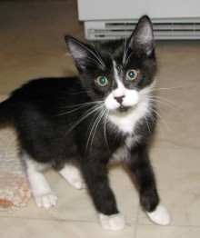 [another picture of Baxter, a Domestic Short Hair black/white\ cat] 