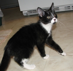 [picture of Baxter, a Domestic Short Hair black/white cat]
