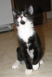 [picture of Baxter, a Domestic Short Hair black/white cat]