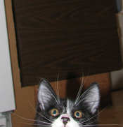 [picture of Baxter, a Domestic Short Hair black/white cat]