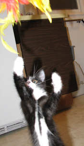 [picture of Baxter, a Domestic Short Hair black/white cat]