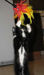 [picture of Baxter, a Domestic Short Hair black/white cat]