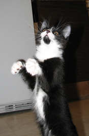 [picture of Baxter, a Domestic Short Hair black/white cat]