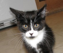 [picture of Baxter, a Domestic Short Hair black/white\ cat] 