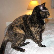 [another picture of Kitty Kisses, a Domestic Short Hair tortoiseshell\ cat] 