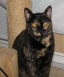 [picture of Kitty Kisses, a Domestic Short Hair tortoiseshell cat]