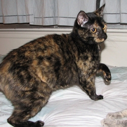 short haired tortoiseshell cat