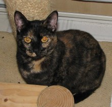 [picture of Kitty Kisses, a Domestic Short Hair tortoiseshell\ cat] 