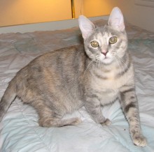 [another picture of Sharon FKA Lulu, a Domestic Short Hair dilute tortoiseshell tabby\ cat] 