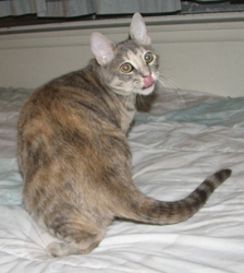 [picture of Sharon FKA Lulu, a Domestic Short Hair dilute tortoiseshell tabby cat]