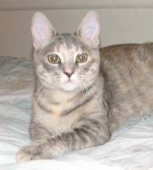 [picture of Sharon FKA Lulu, a Domestic Short Hair dilute tortoiseshell tabby\ cat] 