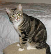 [picture of Ozzie FKA Oberon, a Domestic Short Hair brown tabby cat]