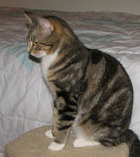 [picture of Ozzie FKA Oberon, a Domestic Short Hair brown tabby cat]