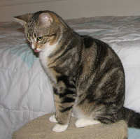 [picture of Ozzie FKA Oberon, a Domestic Short Hair brown tabby cat]