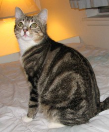 [another picture of Ozzie FKA Oberon, a Domestic Short Hair brown tabby\ cat] 