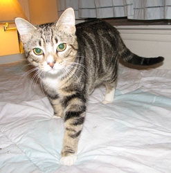 [picture of Ozzie FKA Oberon, a Domestic Short Hair brown tabby cat]