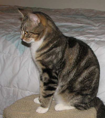[picture of Ozzie FKA Oberon, a Domestic Short Hair brown tabby cat]